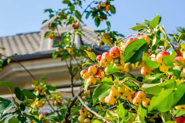 趁秋色浪漫，见一面吧