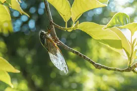 夜读丨蝉先生图片