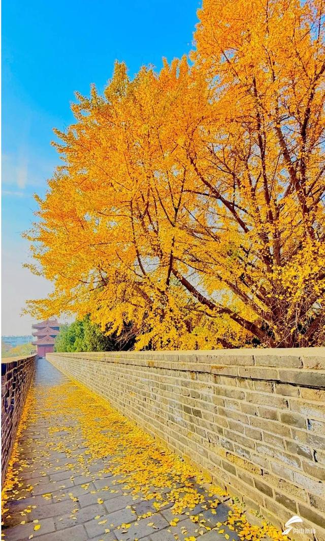 组图丨岱庙初冬美如诗 银杏书写“暖冬情书”