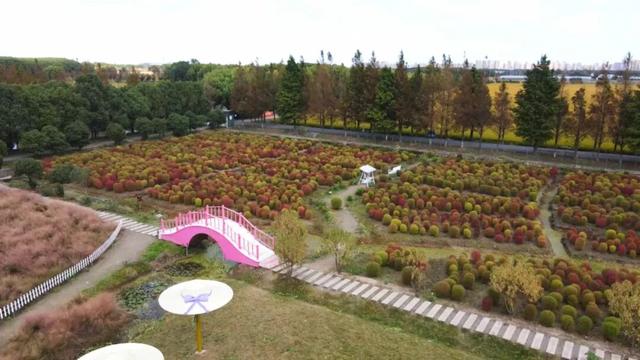 耶~DuangDuang的20亩地肤超出片！