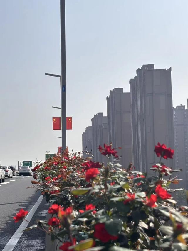 这边风景“郑”好（三）：花海成景 节日色彩分外浓