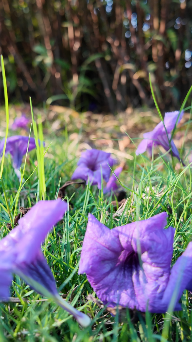 别宅啦！去江陵的街头“捡秋”吧