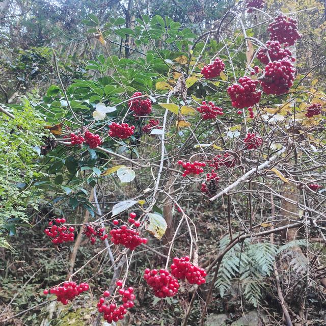 晚潮｜老家如梦：小佐坑峡谷的烟树秋色