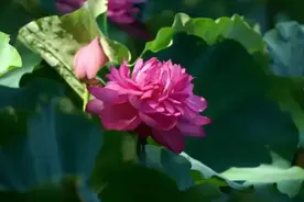 荷花开啦！郑州十大免费赏荷好去处→图片