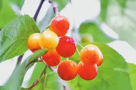 初夏，武都的味道图片