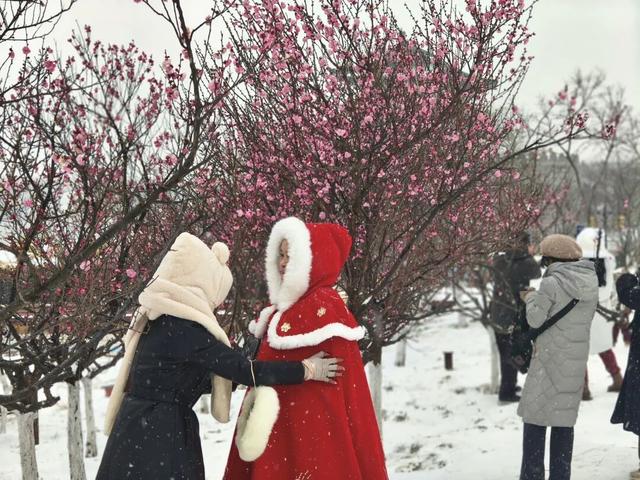 【美丽瀍河】瀍壑朱樱爆改冰雪大片！“梅雪”已邂逅，错过等一年！