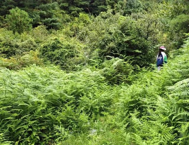 7岁男童参加夏令营在大理苍山失踪一天一夜！今早大批志愿者上山搜救