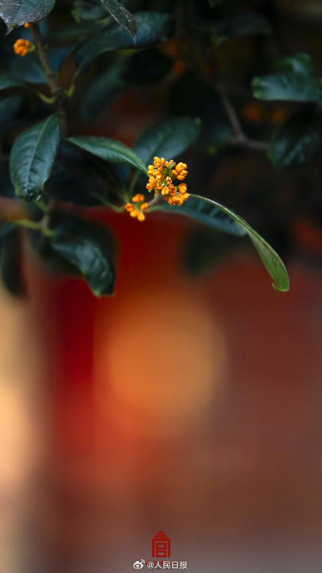故宫的桂花香气溢出屏幕了