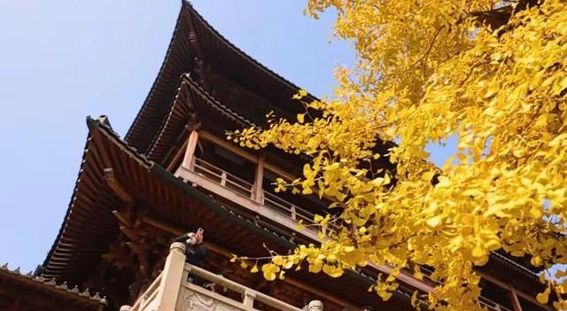 金灿灿的浓度到顶格！浙两天就是最佳观赏期