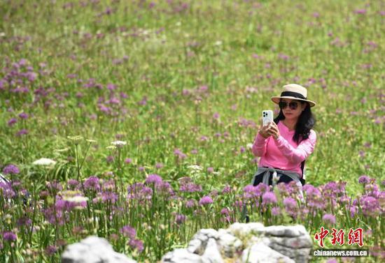 贵州六盘水：万亩野生韭菜花开引游客