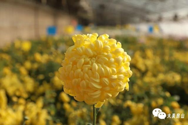 赏菊+品宴+饮酒！初冬的第一份浪漫就藏在北京这里→