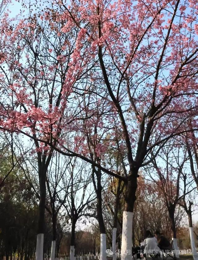 【冬季暖阳 凉山不凉】比春天先来的浪漫，是西昌的冬樱花