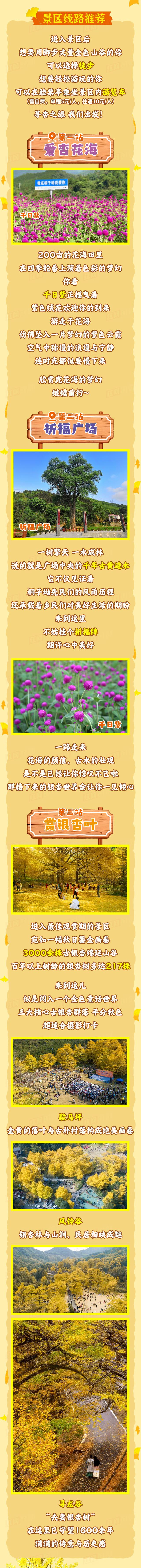 长图丨看湘超、寻“杏”运！双牌桐子坳秋正好