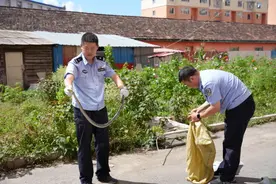 泉阳森林公安民警徒手抓蛇 化解居民危机图片