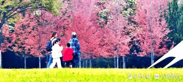 邂逅浪漫秋光，济南市多家公园景区秋色已备好