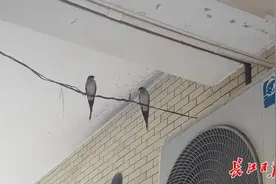 一条百米廊道，吸引34家燕子筑巢图片