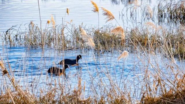 秋景大片都没看，洛阳的秋天，这就结束了？