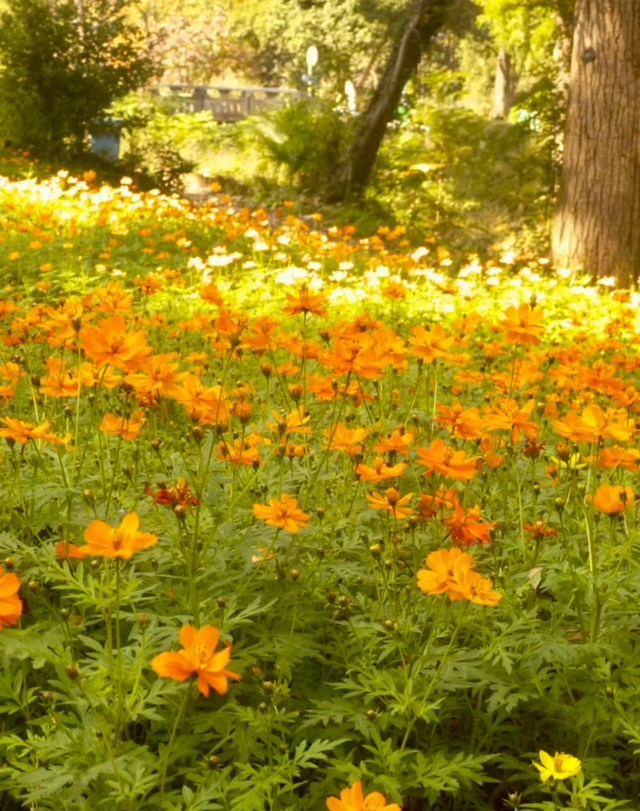 大降温后的秋日大片，来武汉植物园取景！这份小众胶片感机位请收好