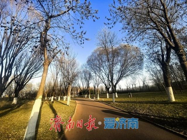 风过苇梢，湖映冬阳 济西湿地的冬日限定美好