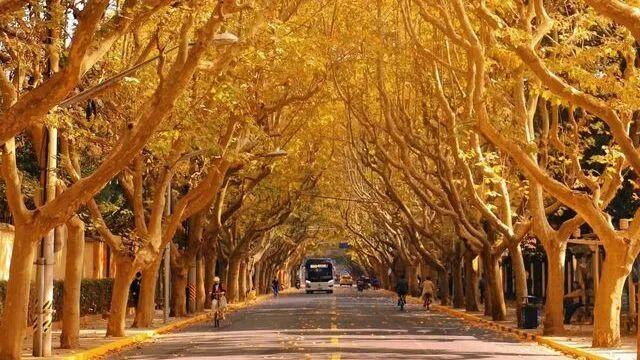 秋日露台主义正当时，看一场夕阳落进梧桐海