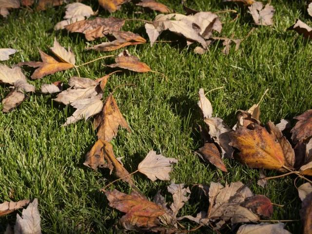 红花槭火红、银杏金黄、乌桕美如油画……静安这里藏着一片绝美秋色→