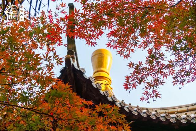 美“枫”了，快来赏！