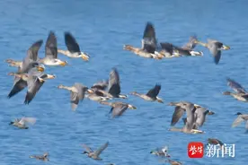 不常见！白额雁、豆雁齐聚赤山湖湿地图片