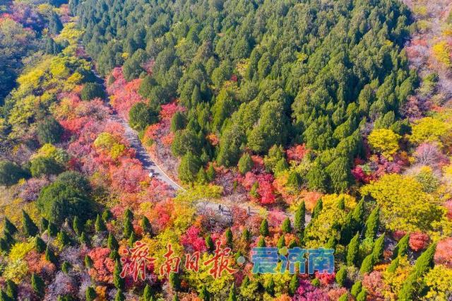 一年四季 泉在济南丨千佛山南坡红叶进入最佳观赏期，漫山尽披“秋日华服”！