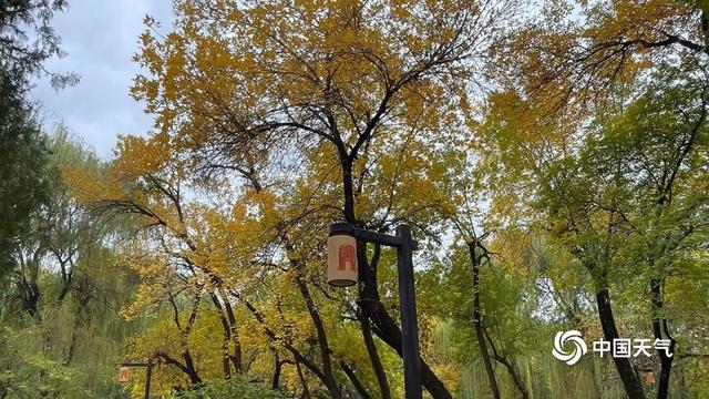 满枝“金叶”凝秋韵 北京圆明园赏秋正当时