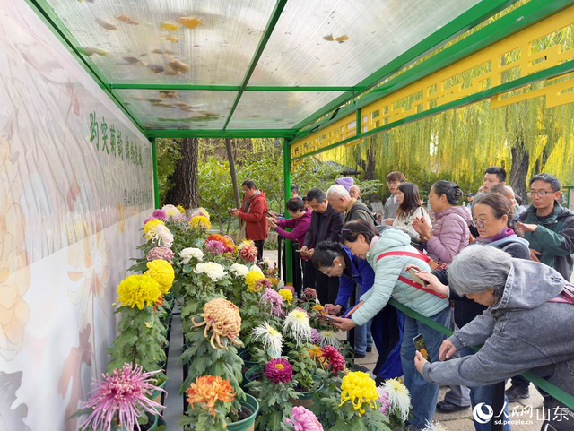 泉映菊韵正当时