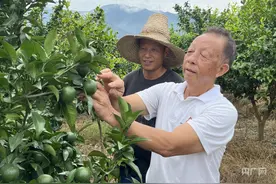 央媒看湖南|退休回乡创业，他带领村民种植“金果果”图片