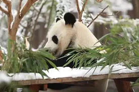 初雪后的动物世界，谁更欢脱？图片