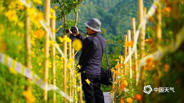 百色福禄河湿地公园：秋日花海绚烂 市民尽享浪漫时光