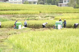 文化中国行丨入选世界灌溉工程遗产名录  陕西凤堰梯田如何更好实现保护与发展图片
