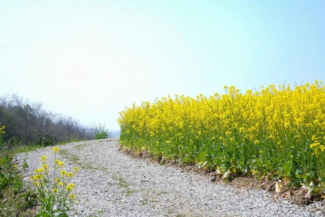 今天！武进到处都是人