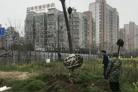 非法砍伐2棵树 荆州区城管出手整治：罚款+补栽图片