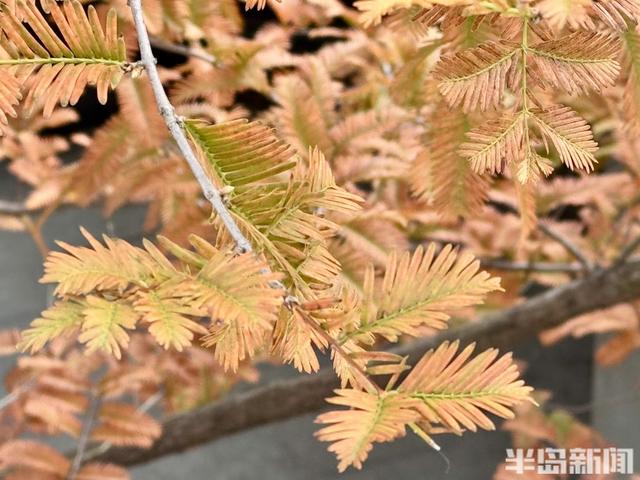 秋染李村河！五彩斑斓绘就城市生态画卷