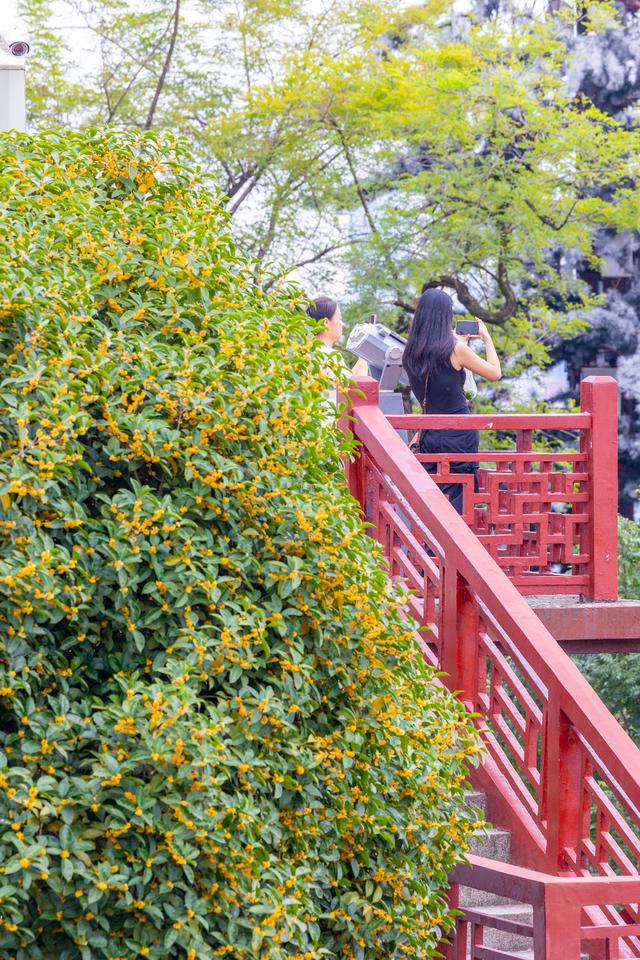 龟山公园“桂开二度”，满山香氛再“返场”