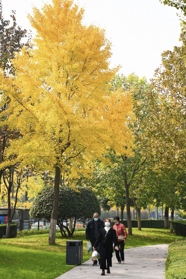 曲江银杏观赏季丨漫步金色世界，享受秋日时光