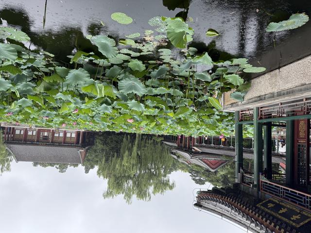 北京：雨中听荷，邂逅夏日清欢