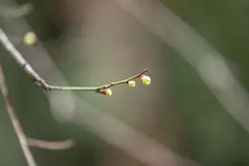 武大梅花正盛，早樱含苞待春风！图片