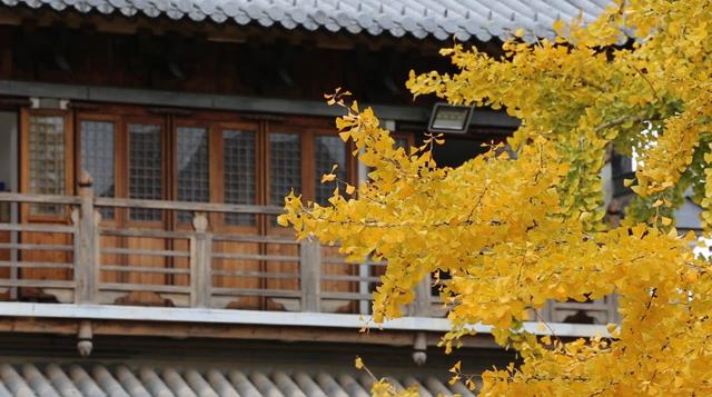 古寺银杏披金装，快来普陀这里感受属于它的色调