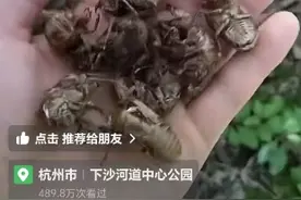 近期大量出现！有人出价800元/公斤，浙江不少人在抓图片