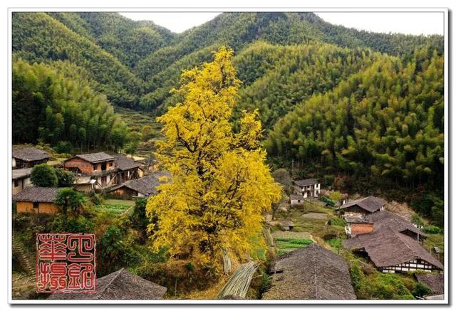 一树鎏金一树诗，铅山这3个绝美银杏打卡地惊艳整个秋天！