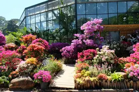 近日频频“出圈”！三角梅绚丽多彩的花朵真是花吗？图片