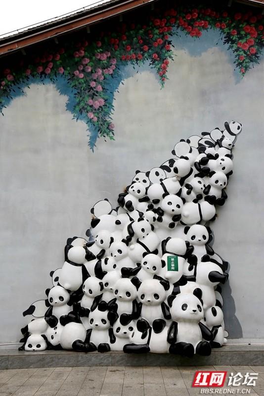 打卡岳阳熊猫苑：赶山路口前的喧响与向往