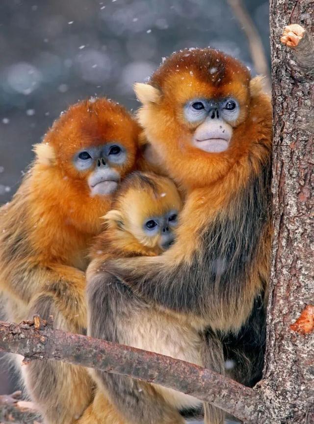 玩转湖北冬日！带你热“雪”沸腾！