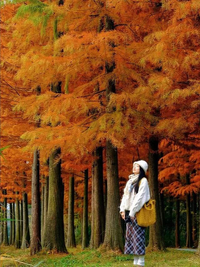 别错过，成都公园里的绝美冬景！