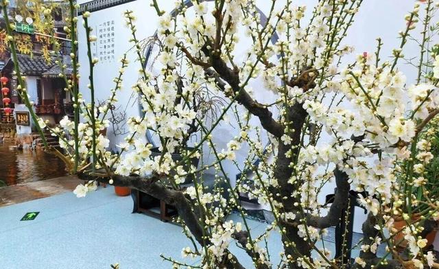 梅花开了！来这条精选的怀柔区郊游线路感受春意盎然