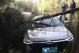 训诫+家长买单！昆明俩“熊孩子”偷开他人汽车撞树逃逸图片